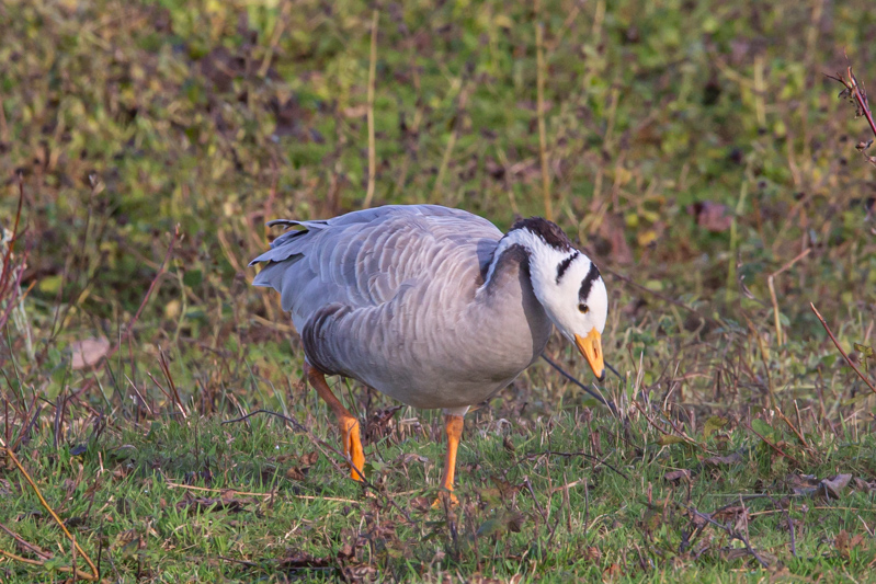 Belgium, Kieldrecht 11-11-2024