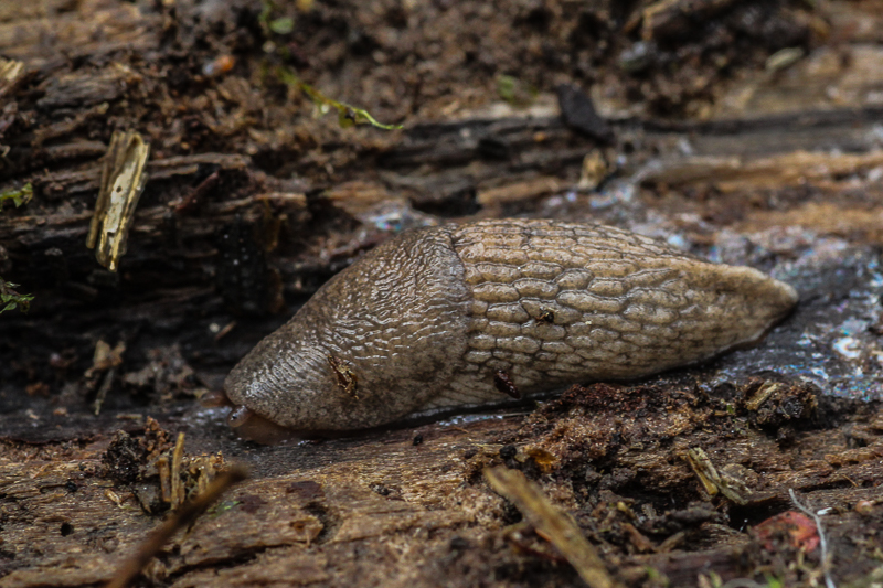 OurAnimals Deroceras (Deroceras) reticulatum / Grey field slug