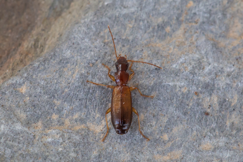 OurAnimals Paradromius linearis