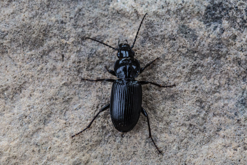 1 Pterostichus cf. nigrita