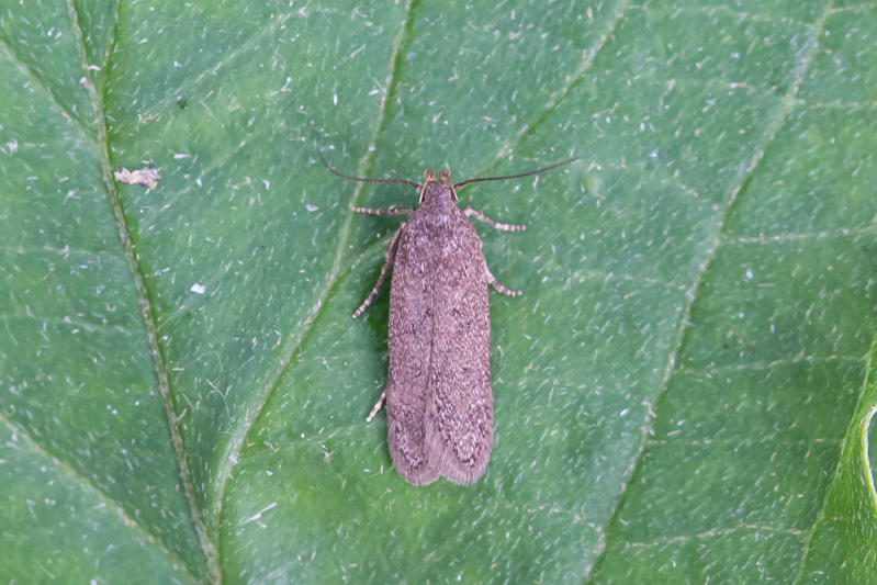 Belgium, Diepenbeek 02-06-2018