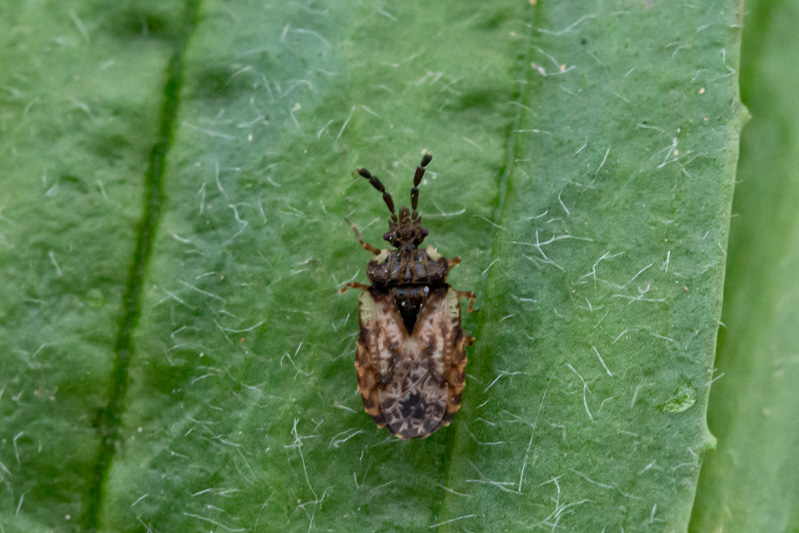 Belgium, Plombières 10-05-2021