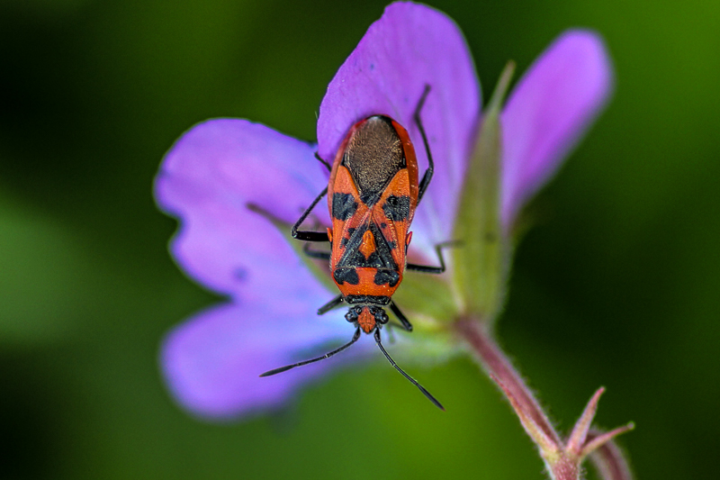 Sweden, Växjö 05-06-2012