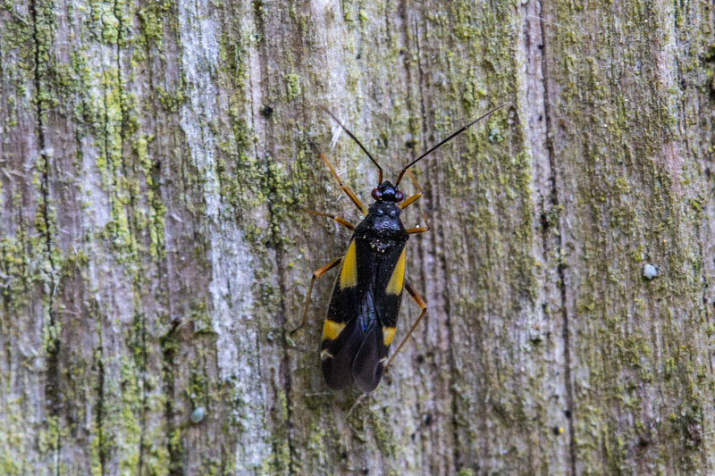 Belgium, Diepenbeek 01-05-2018