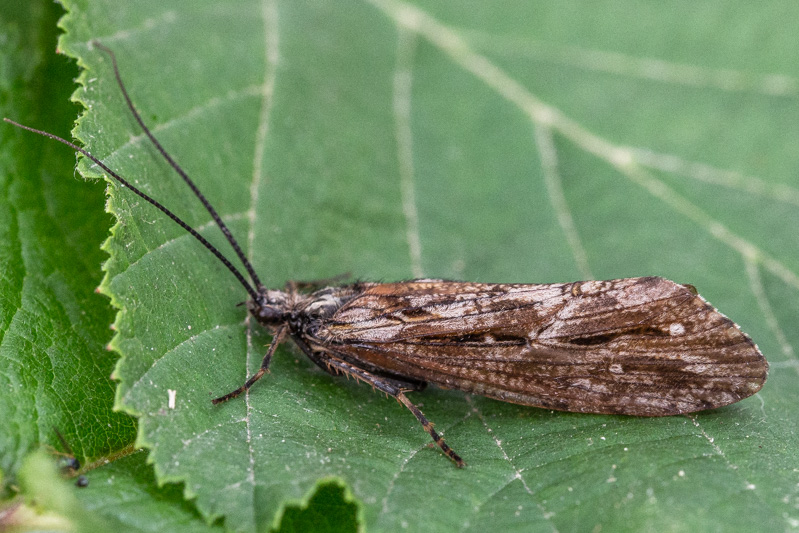 Belgium, Büllingen 09-06-2018