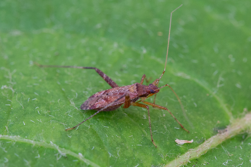 Belgium, Maaswinkel 05-07-2019