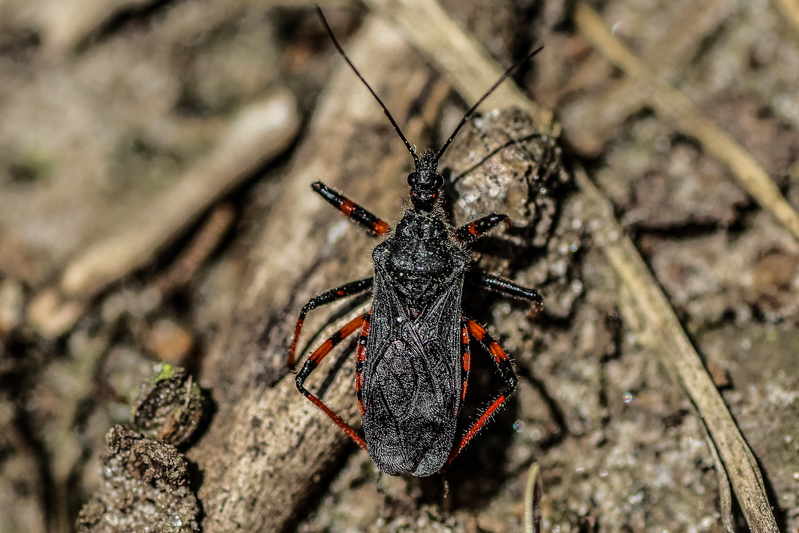 Belgium, Zutendaal 30-05-2012