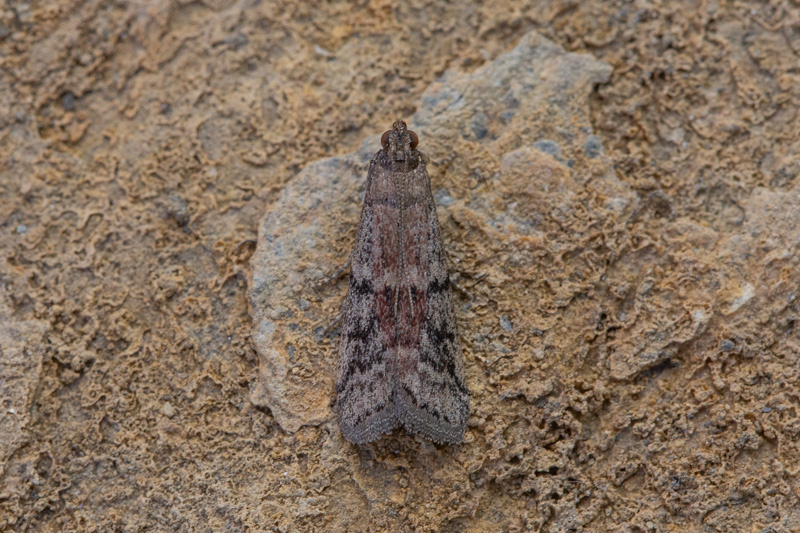 Spain, Cádiar, Sierra Nevada 03-07-2018