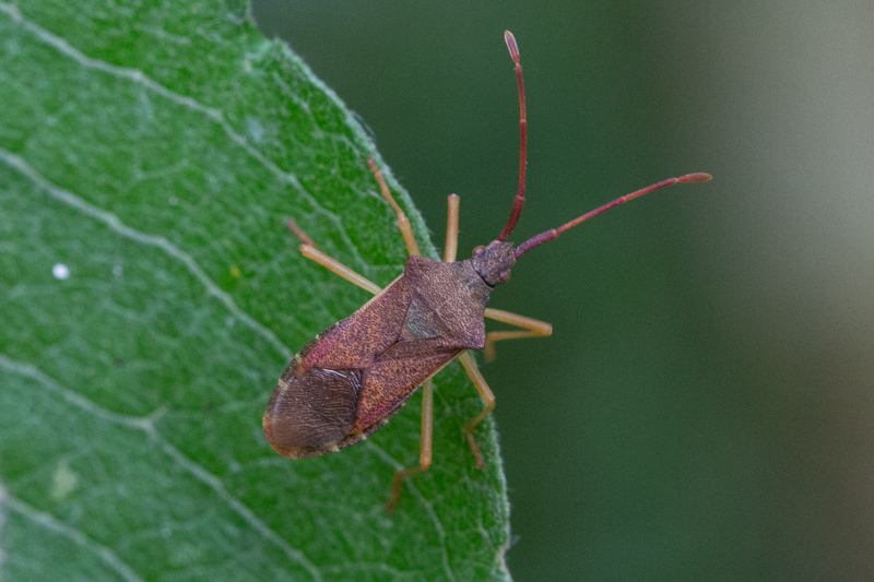 Belgium, Maaswinkel 08-07-2019