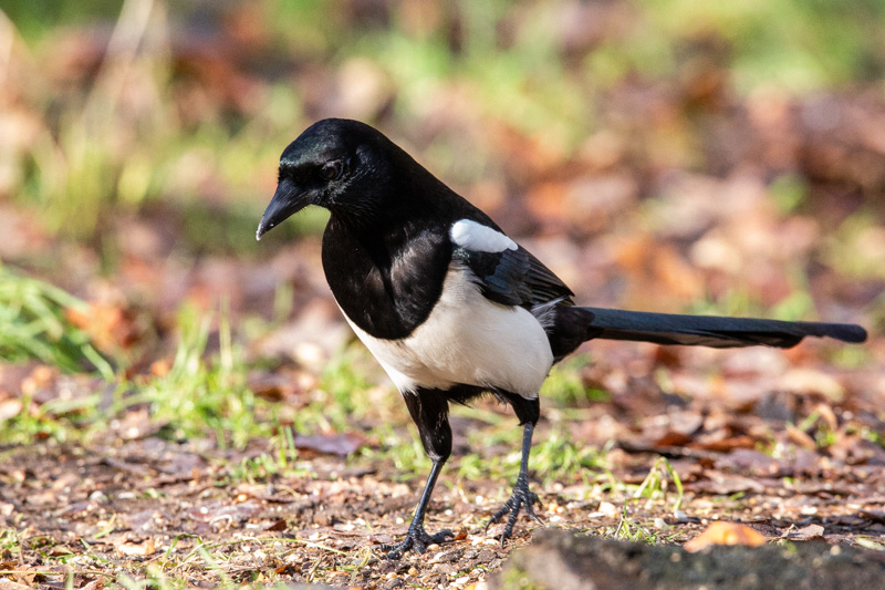 OurAnimals | Pica pica / Eurasian magpie