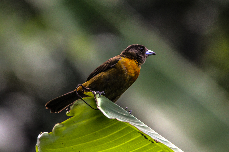 3 Ramphocelus costaricensis - Cherrie's tanager