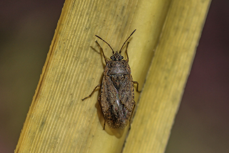 Spain, La Palma, El Paso 04-03-2015