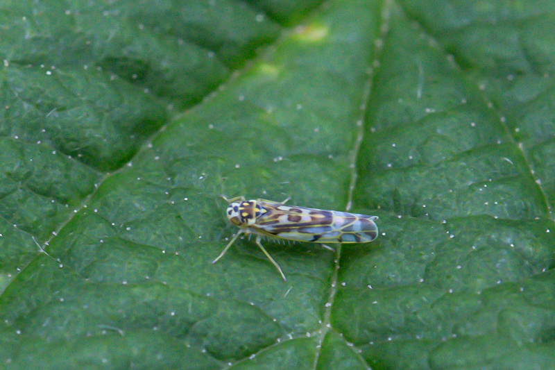 Belgium, Aywaille 07-06-2021