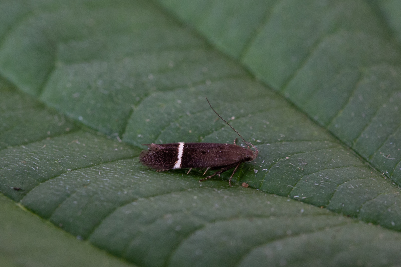 Belgium, Flémalle 31-07-2019