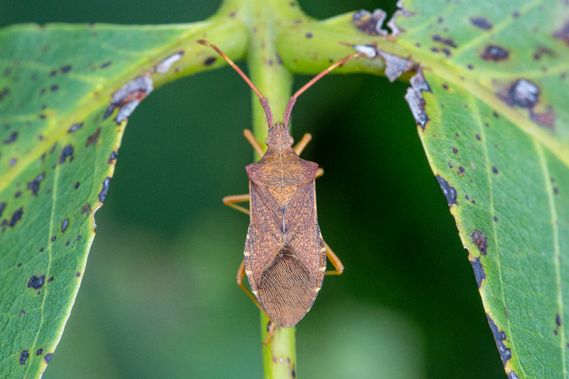 Belgium, Koersel 18-08-2019