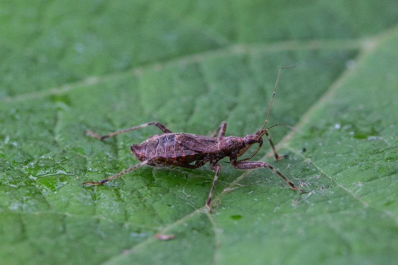 Belgium, Diepenbeek 16-08-2018