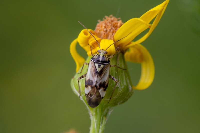 Belgium, Maaswinkel 08-07-2019