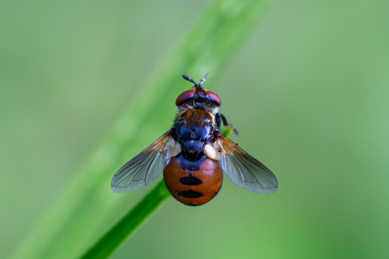 Sweden, Liljedal 16-06-2022