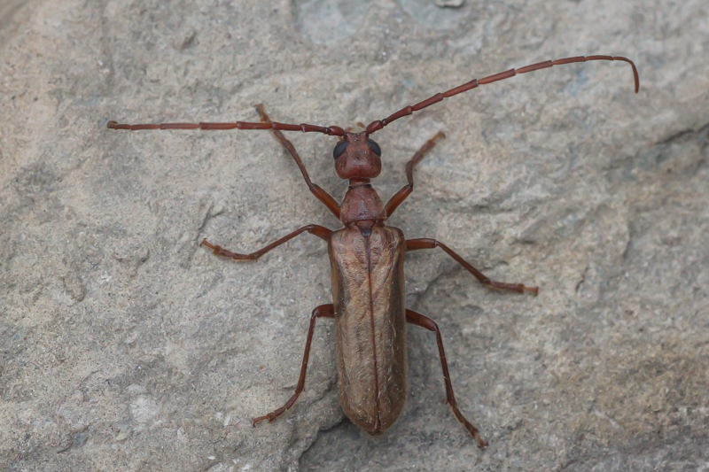 Vesper Insect OurAnimals | Vesperus strepens