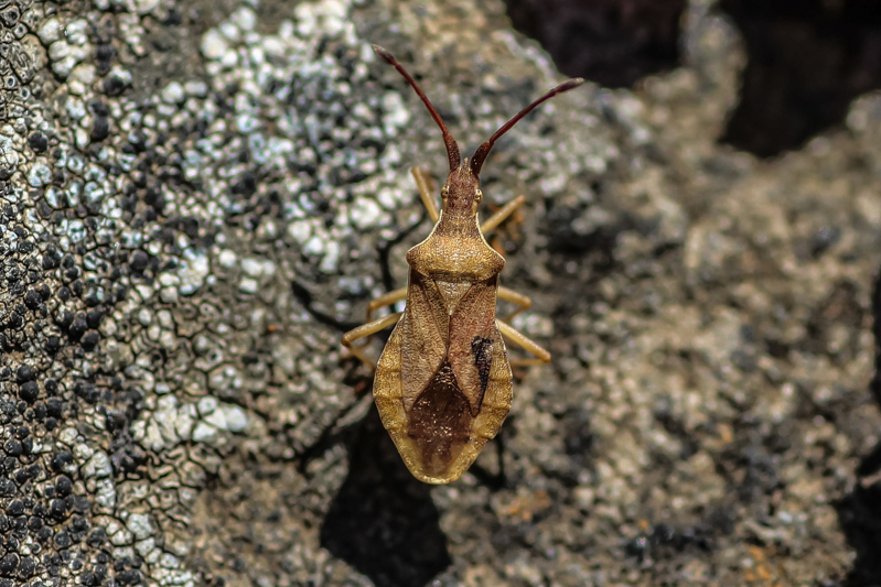Spain, La Palma, El Paso 05-03-2015
