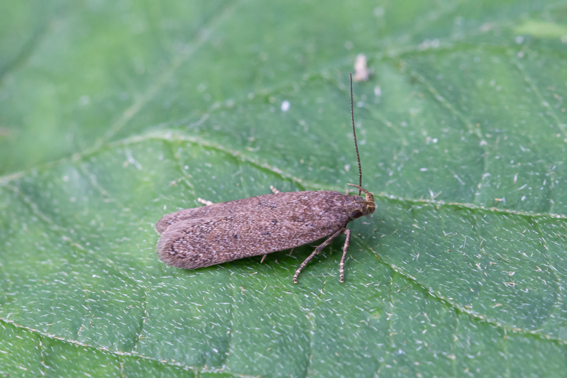 Belgium, Diepenbeek 02-06-2018